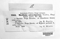Mollisia polygoni image